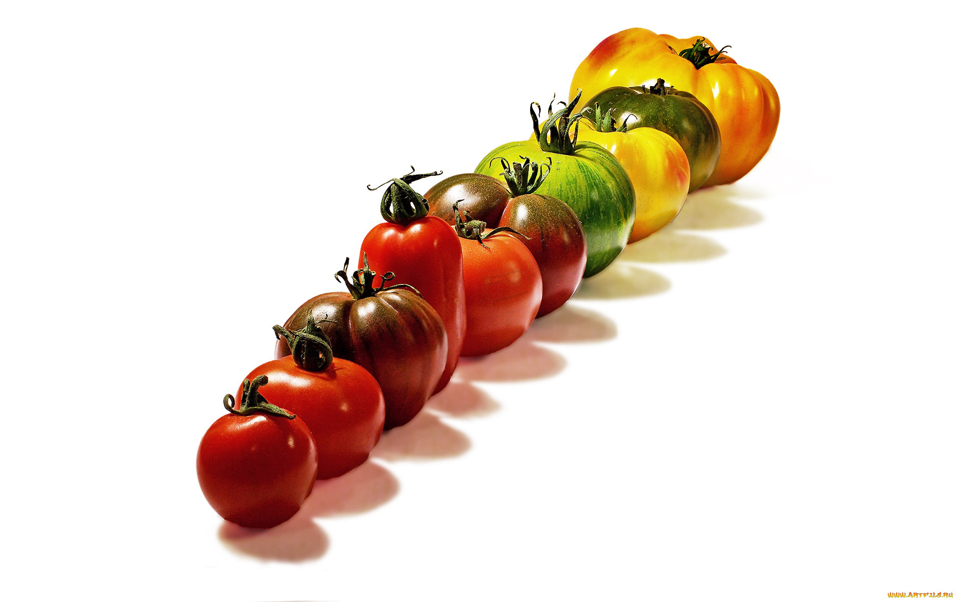 tomates, allstars, , , , , 